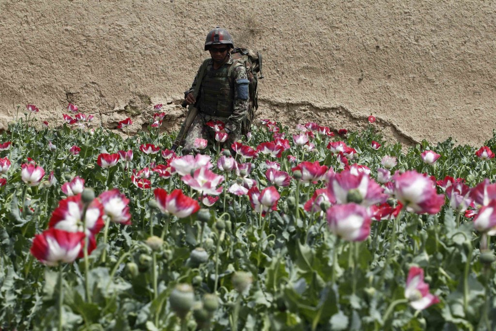 L’Afghanistan si conferma primo produttore di oppiacei