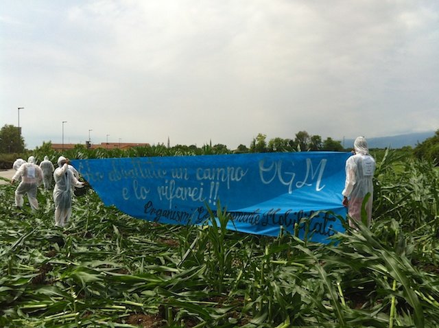 No Ogm, assalto al campo Monsanto