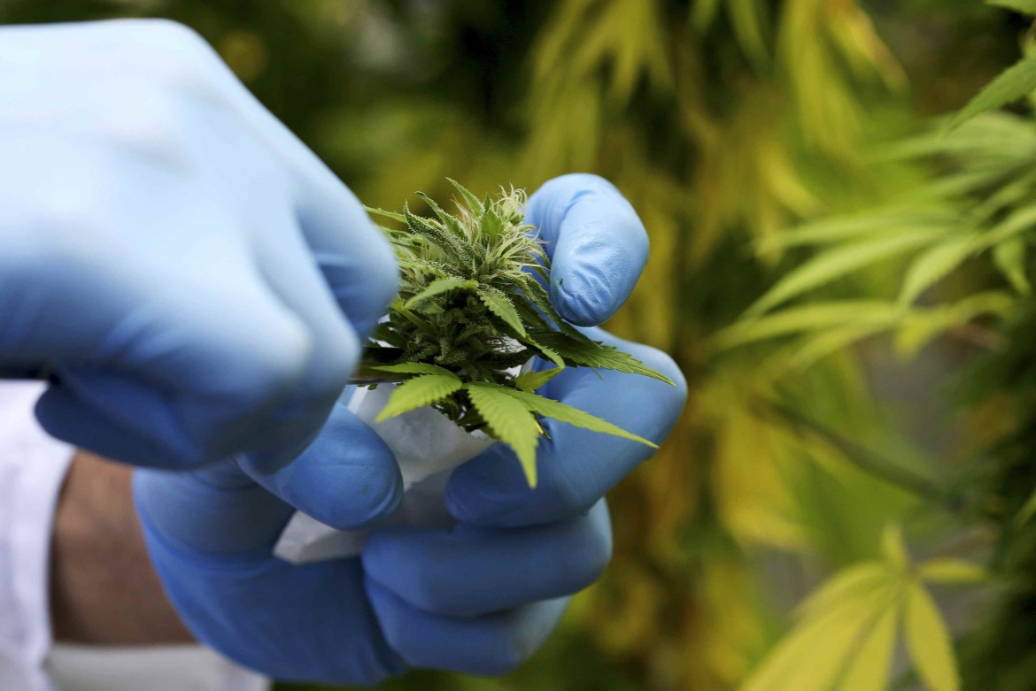 Cannabis terapeutica, è dietrofront: «Niente tagli»