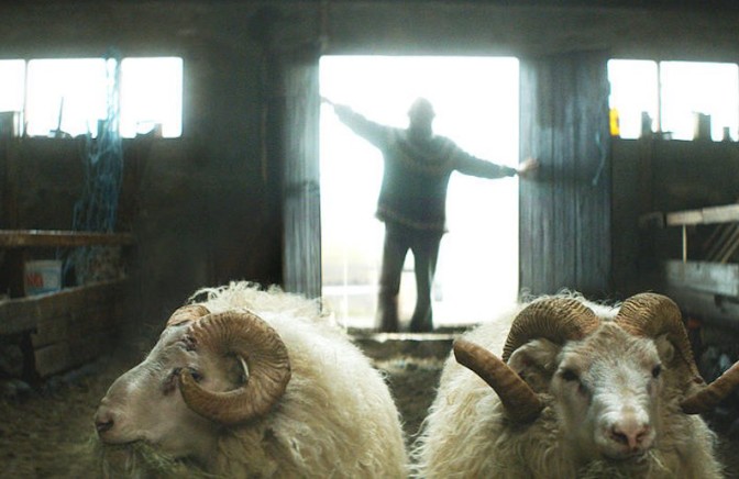 La sfida delle pecore racconta l’Islanda