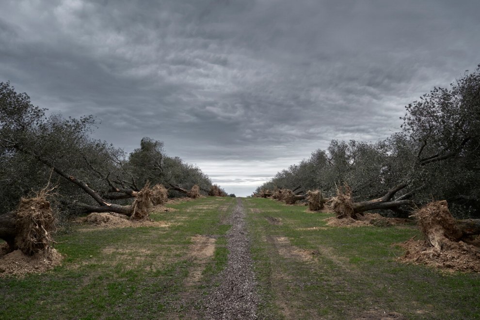 Xylella bacteria, olive trees and bad politics