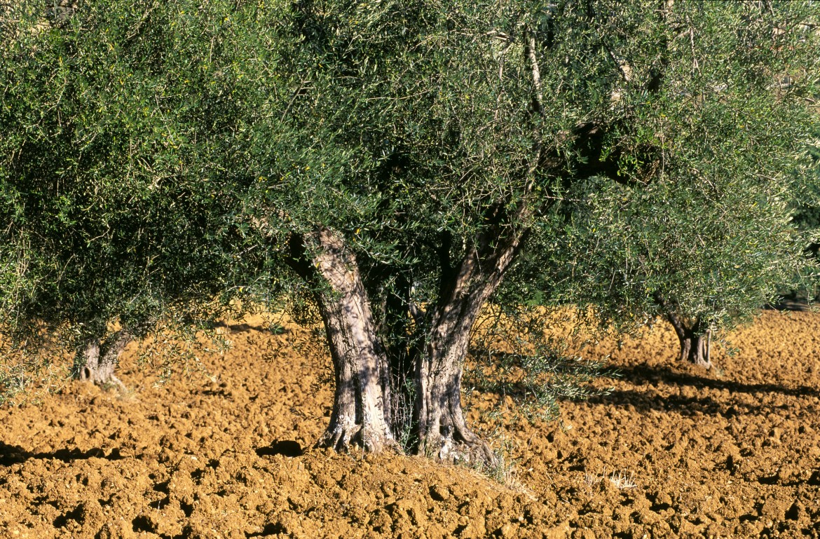 La vista corta degli olivicoltori italiani
