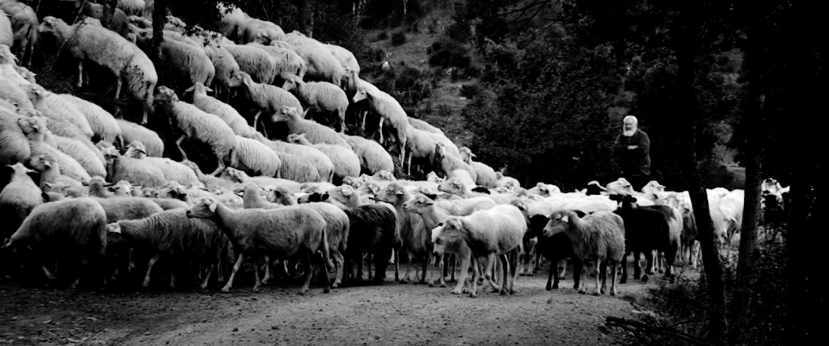 «Capo e croce»,  le ragioni dei pastori soli contro i giganti