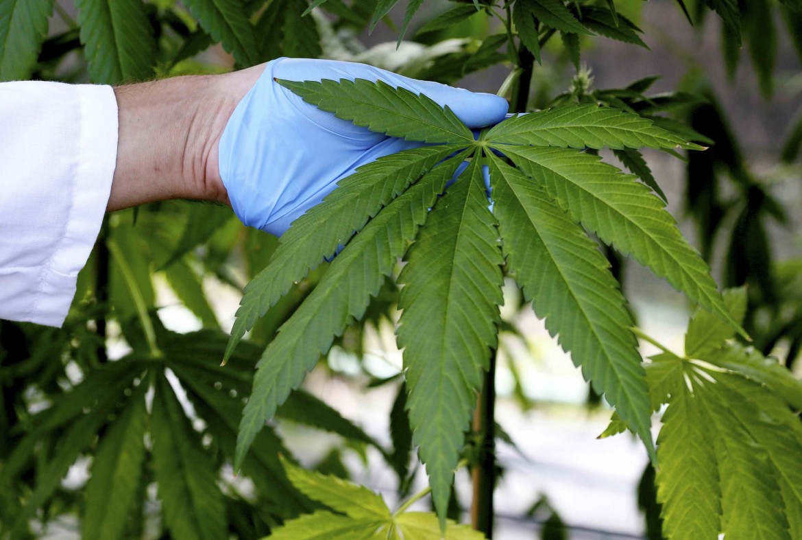 Un week end per la cannabis: “Legalizziamola!”