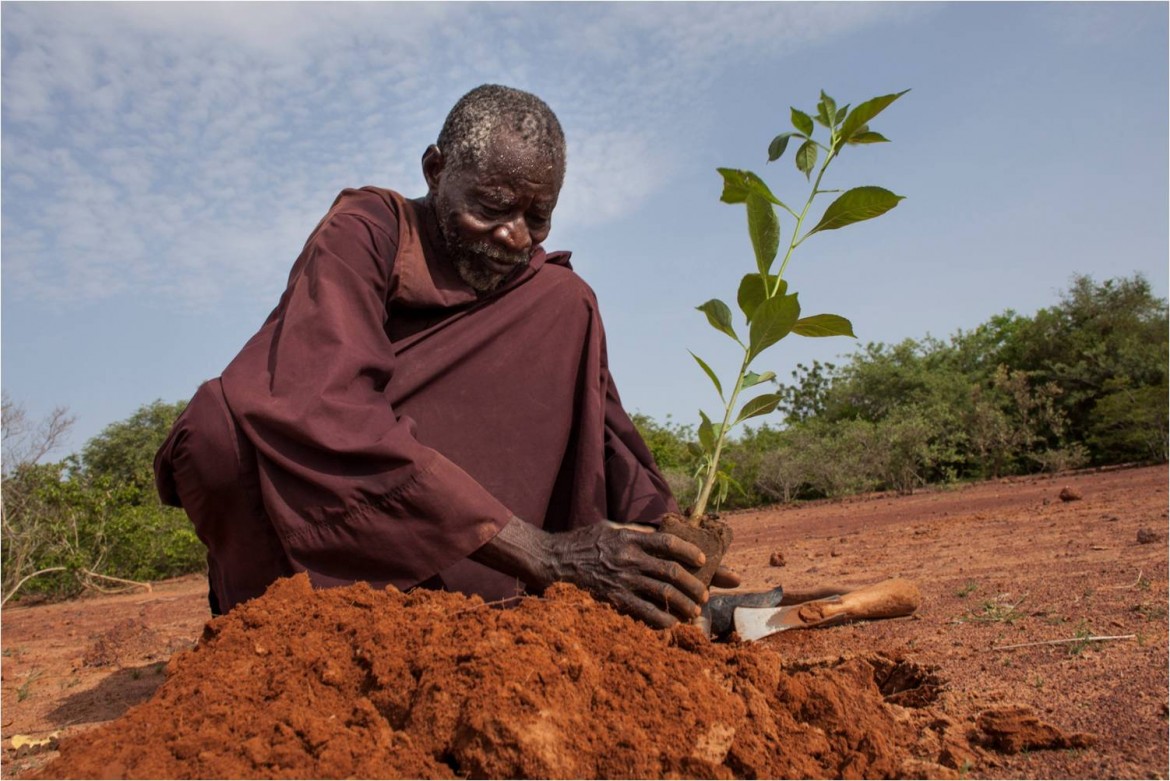 Alberi seminati, così nascono foreste che rinverdiscono l’arido Sahel