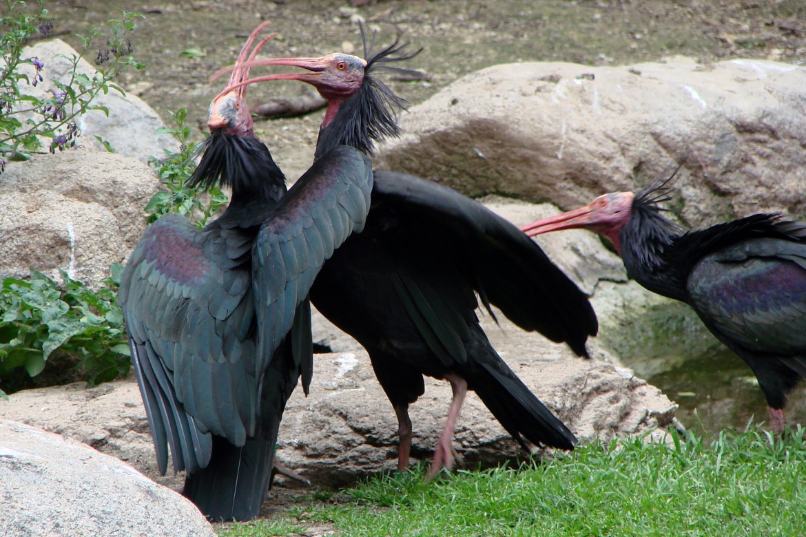 image-ibis-eremita