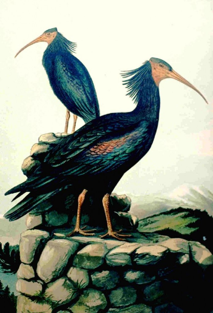 L’ibis in volo fra le rovine