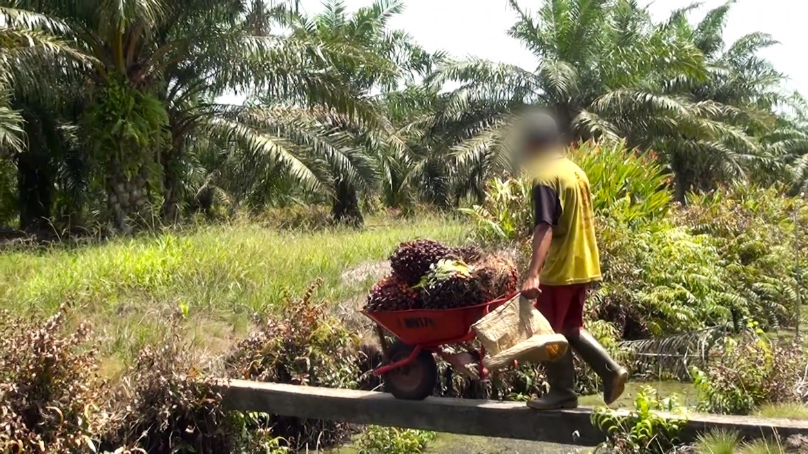 L’olio di palma fa male. Anche ai diritti