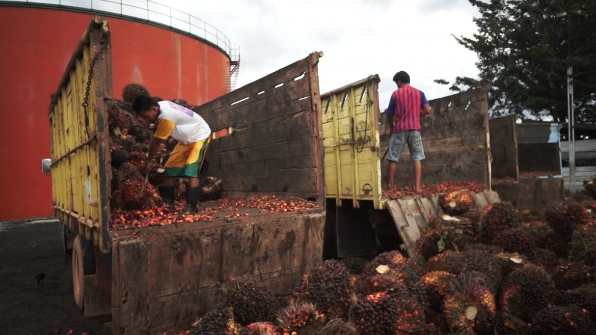 15 inchiesta olio di palma Palm_Oil_Production_-_Indonesia amnesty international