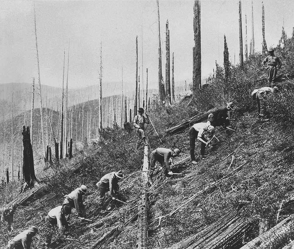 L’armata degli alberi di Roosevelt che serve al Mezzogiorno