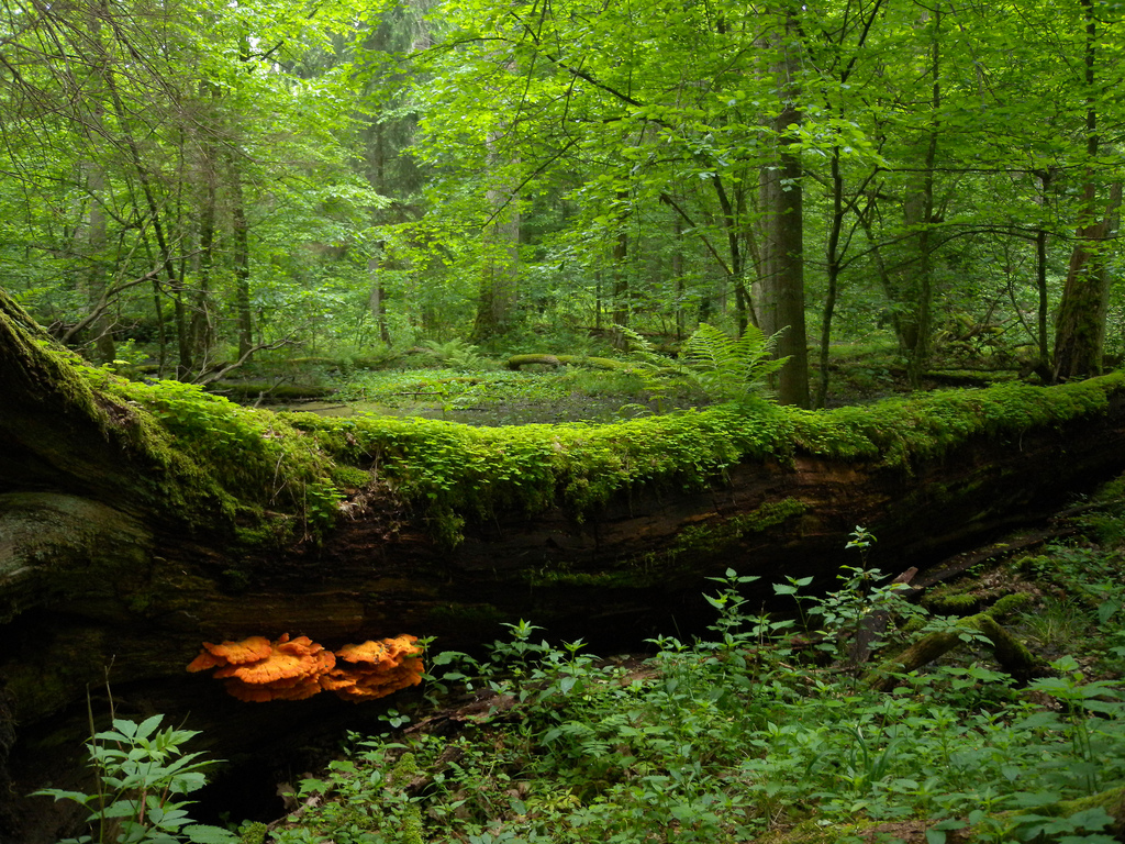 Polonia nel mirino di Bruxelles anche per la deforestazione