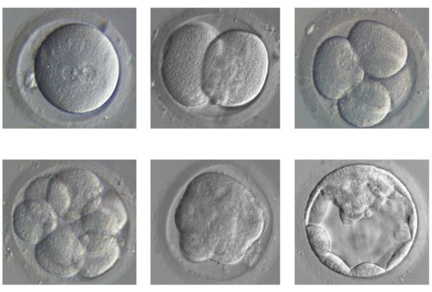Chi ha paura degli embrioni modificati?
