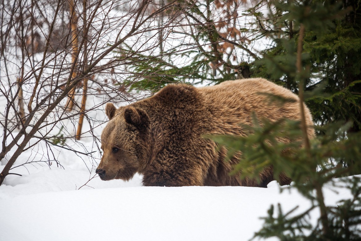 L’orso bruno, se il vicino di casa non è un peluche