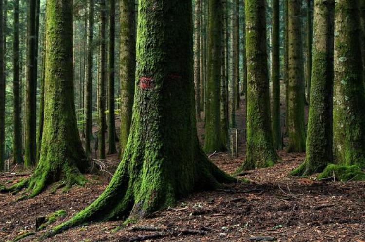 L’Europa tace sul consumo di foreste