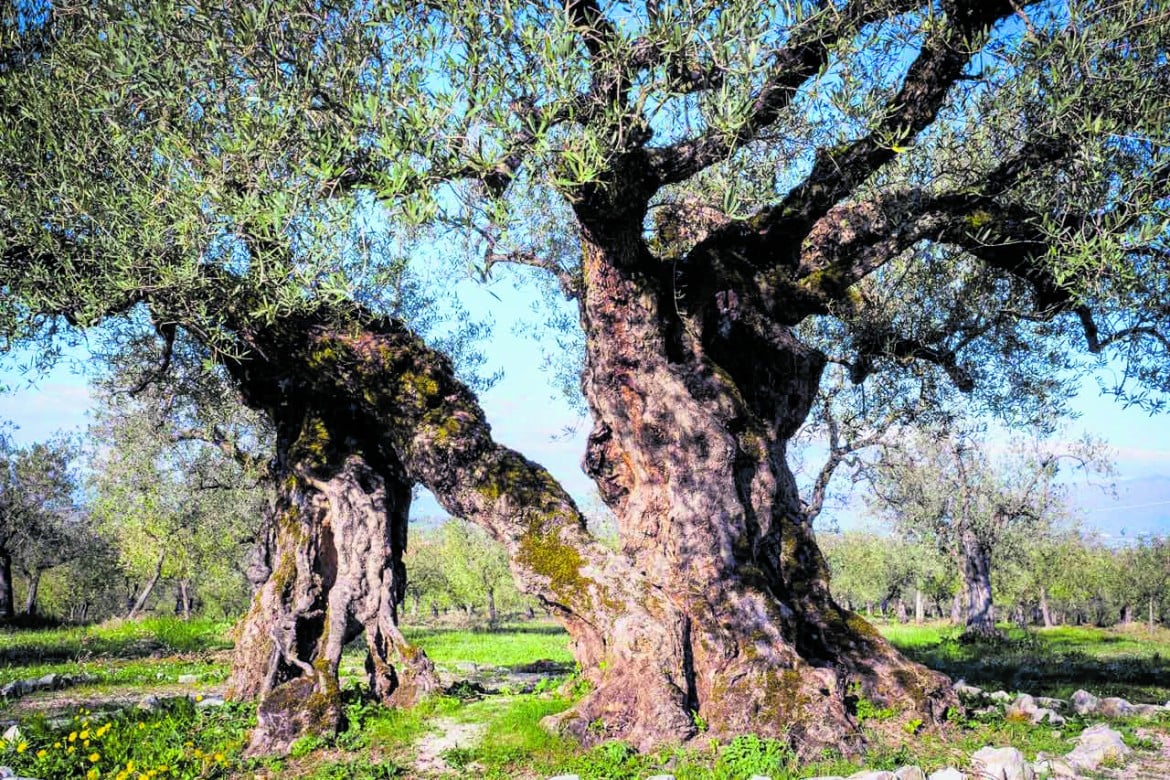 Storie di olivi e di contadini resistenti