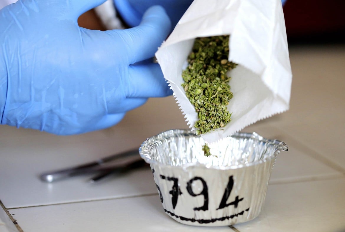«Oltre 20 mila pazienti usano già la cannabis terapeutica, ma i medici non sono formati»