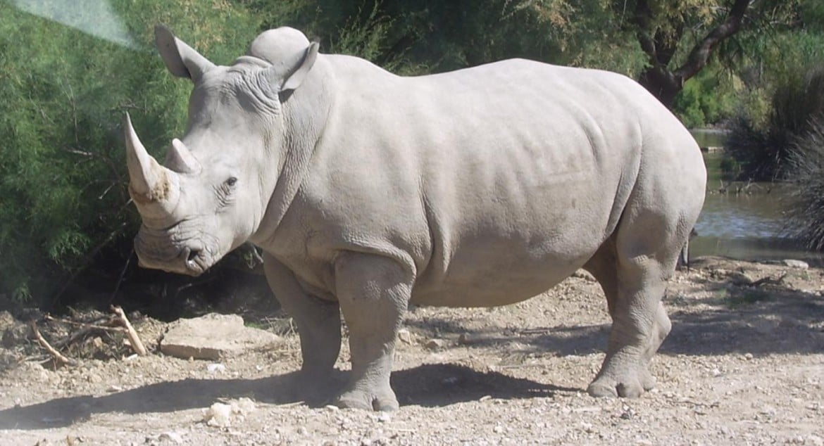 Si può ricreare il rinoceronte bianco con le staminali?