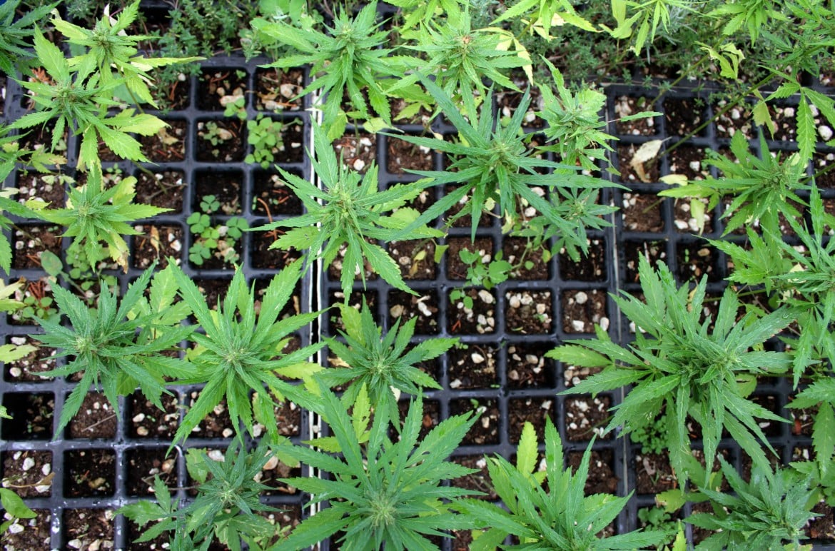 «La cannabis ha una storia profonda di relazione con le culture umane»