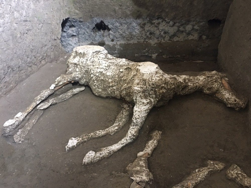La scoperta del cavallo di Pompei e il museo siriano che riapre