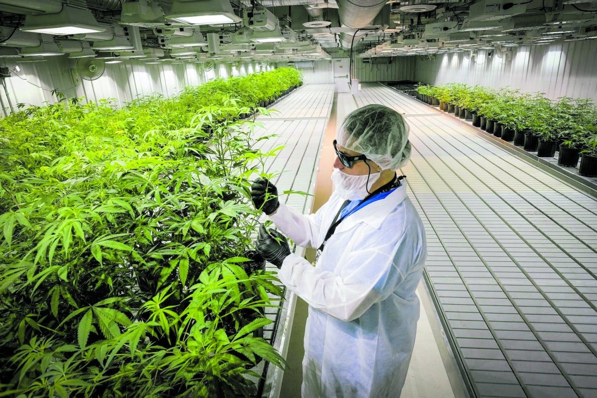 Cannabis terapeutica, corsa alla produzione. Ma in Italia è di Stato