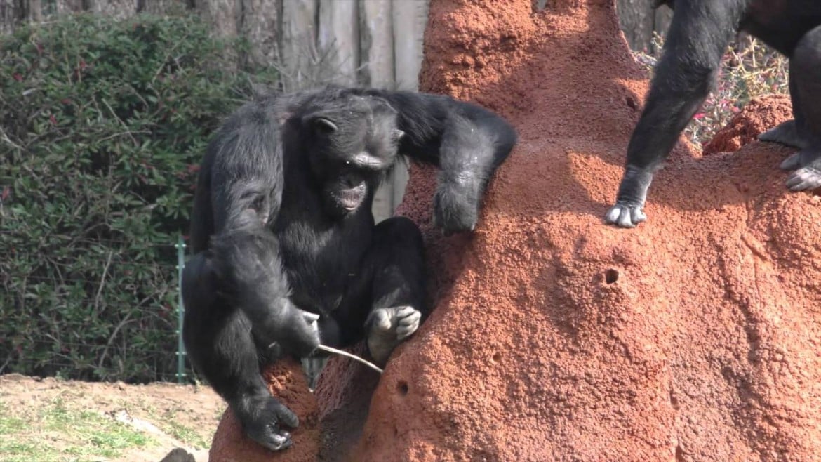 Scimpanzé, la pedagogia perduta