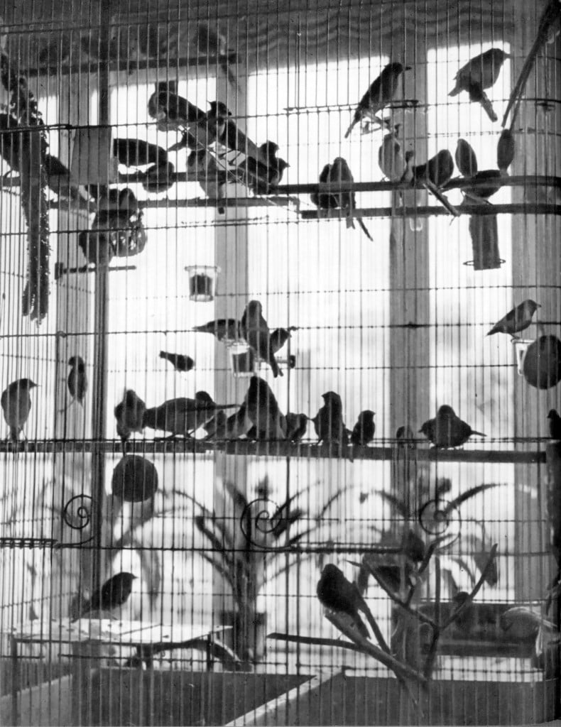 L’uccelliera di Matisse, fotografata da Brassaï