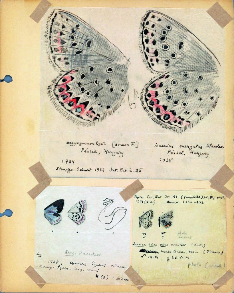 Pagina di un album di Nabokov «illustratore di farfalle»