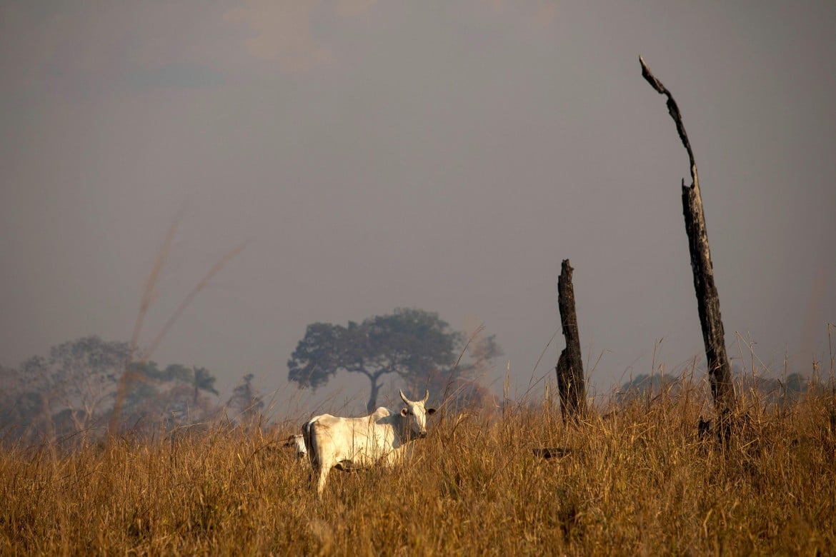 L’Amazzonia è una savana, ma Bolsonaro arresta gli ambientalisti