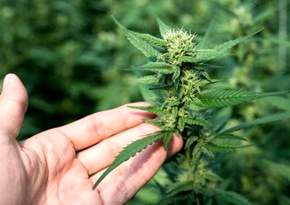 Cassazione: non è reato coltivare  marijuana in casa a scopo personale