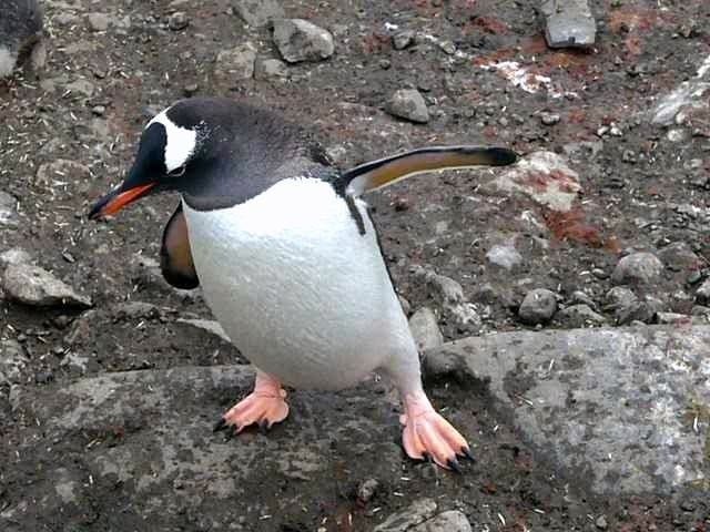 I pinguini cambiano dieta per sopravvivere
