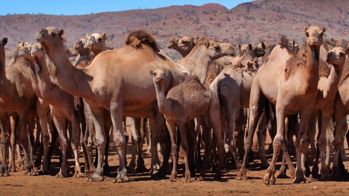 Australia, la pena dei cammelli condannati a morte