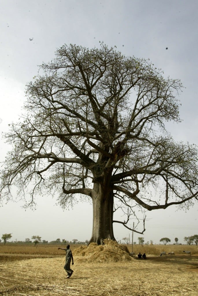 Quammen e l’«albero intricato» della vita