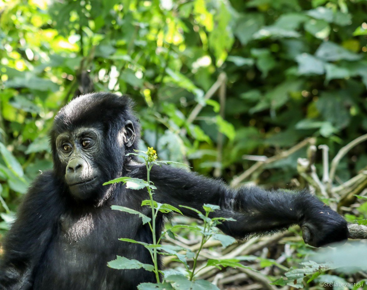 Gorilla di montagna in Uganda, foto di Stella Levantesi