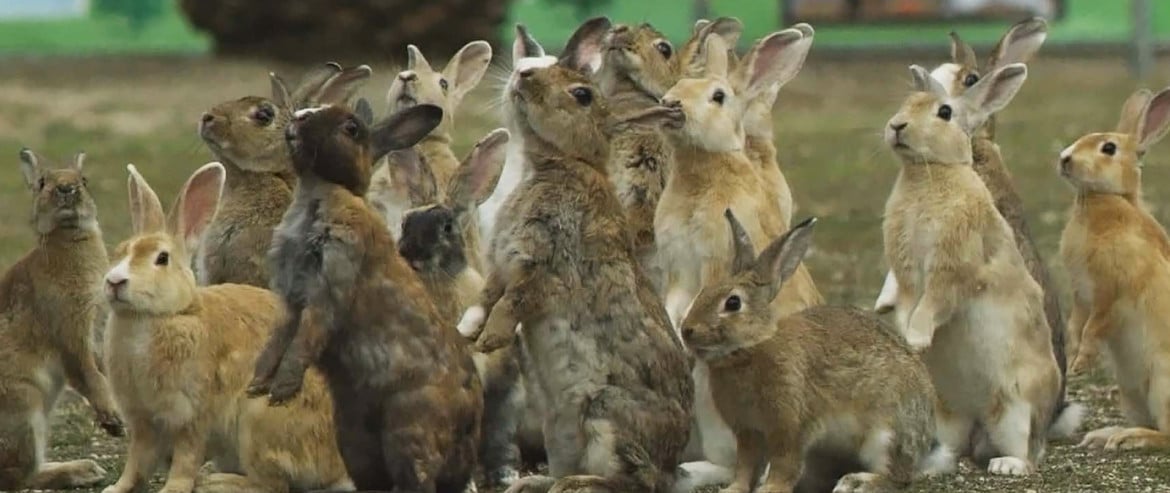 Gli orrori nascosti nell’isola dei conigli