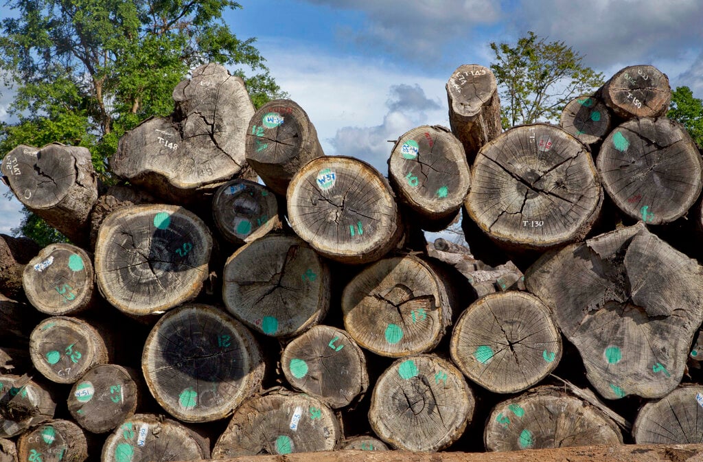 L’Italia commercia legname birmano. Nonostante lo stop Ue
