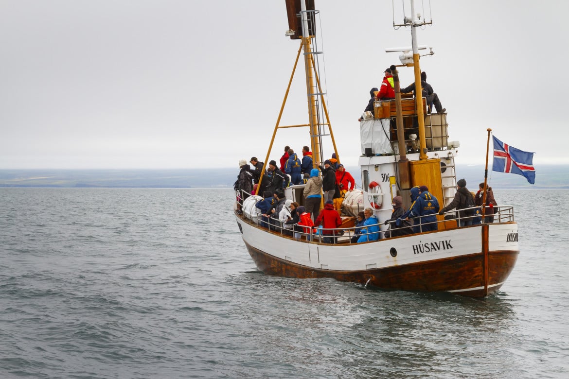 Finalmente l’Islanda dice stop alla caccia alle balene