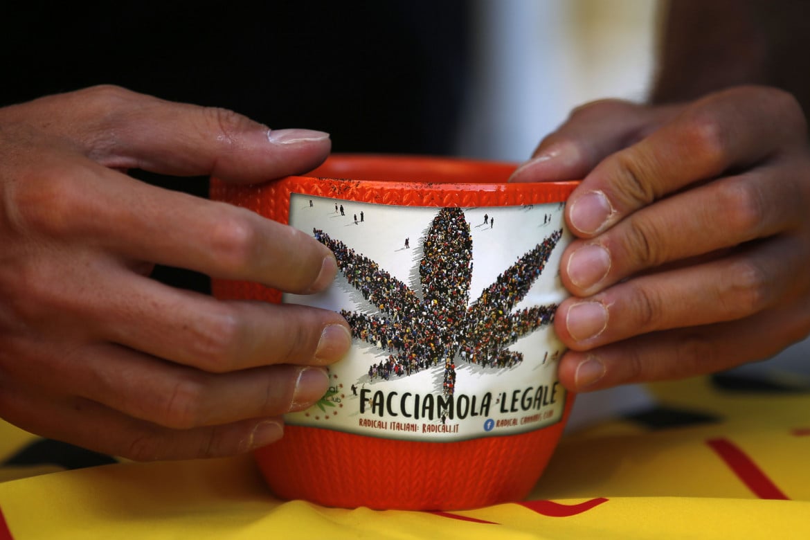 Cannabis, perché il sì non ci trasformerà  nel ranch di Escobar