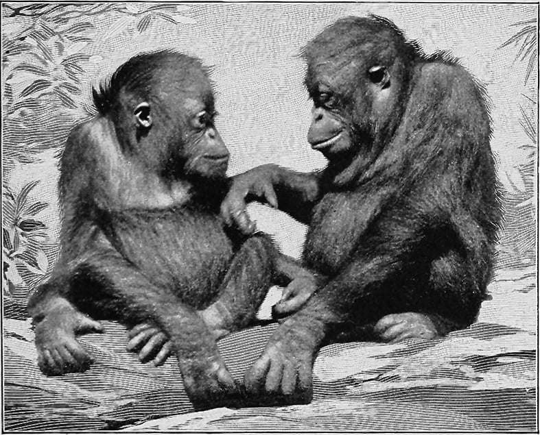 Alla scoperta della lingua nascosta degli scimpanzé