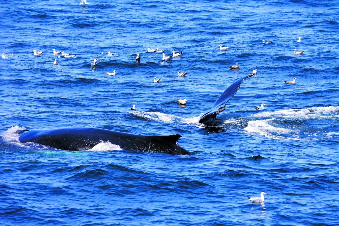Stragi di balene, ridurre la velocità delle navi
