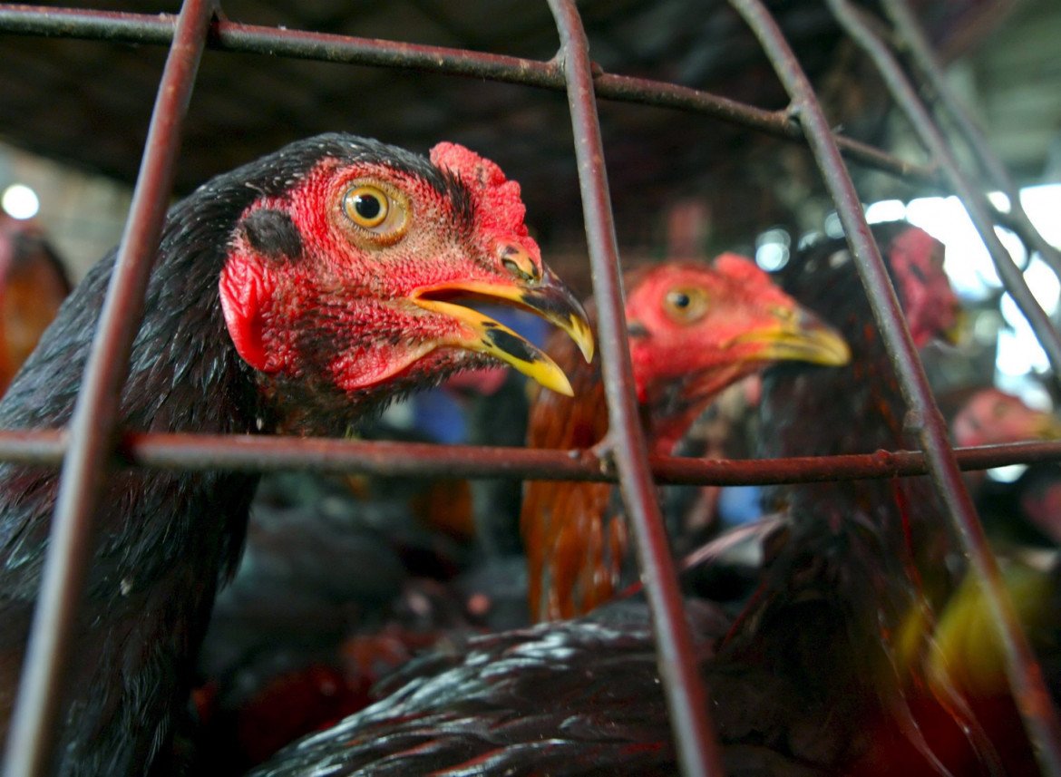 Allarme dei virologi per un focolaio di influenza aviaria in un allevamento