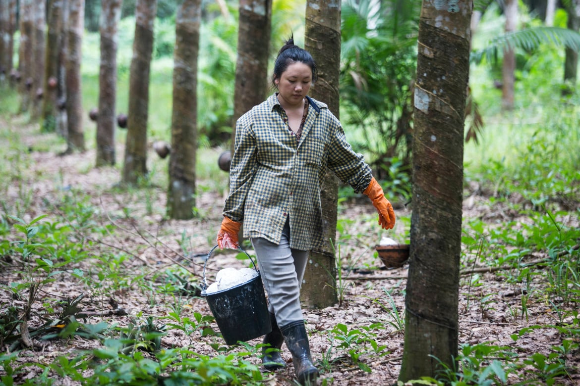 Laos, il nuovo oppio si chiama caucciù