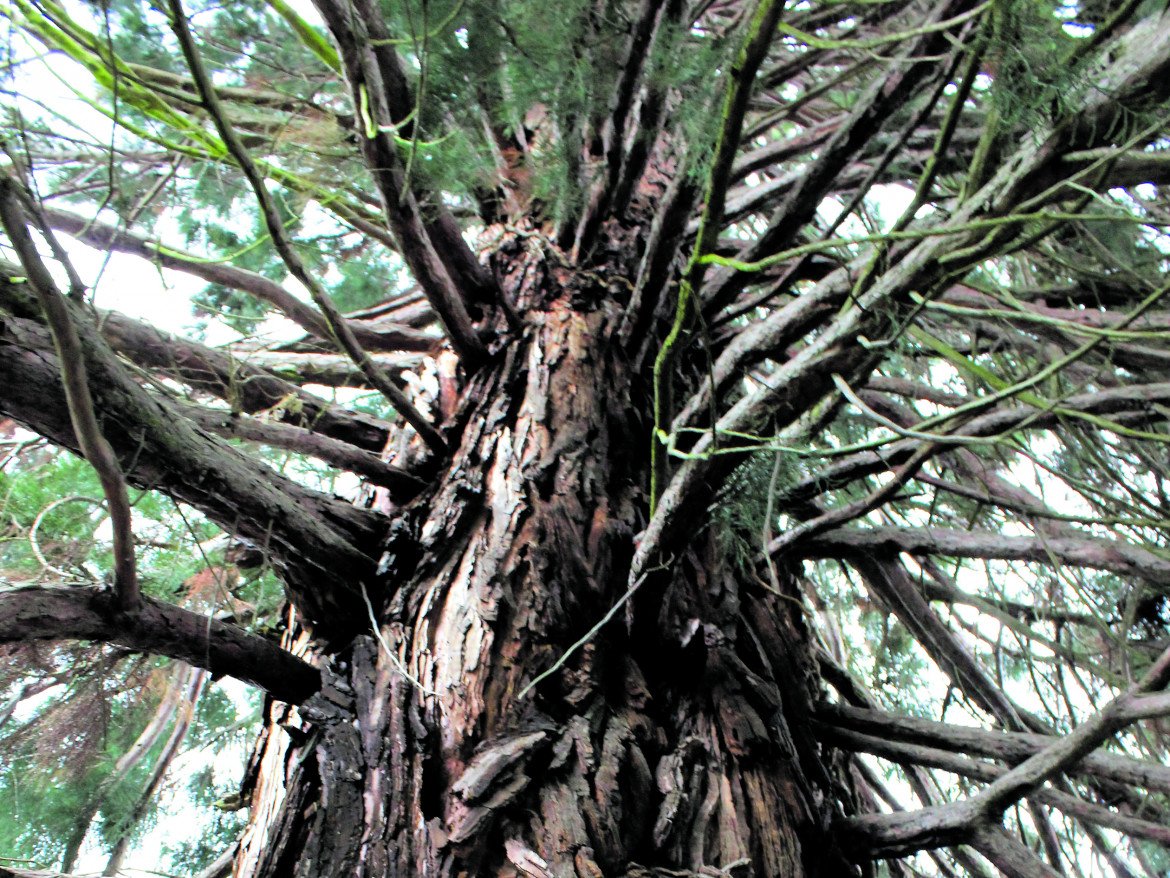 Sequoie alberi madri