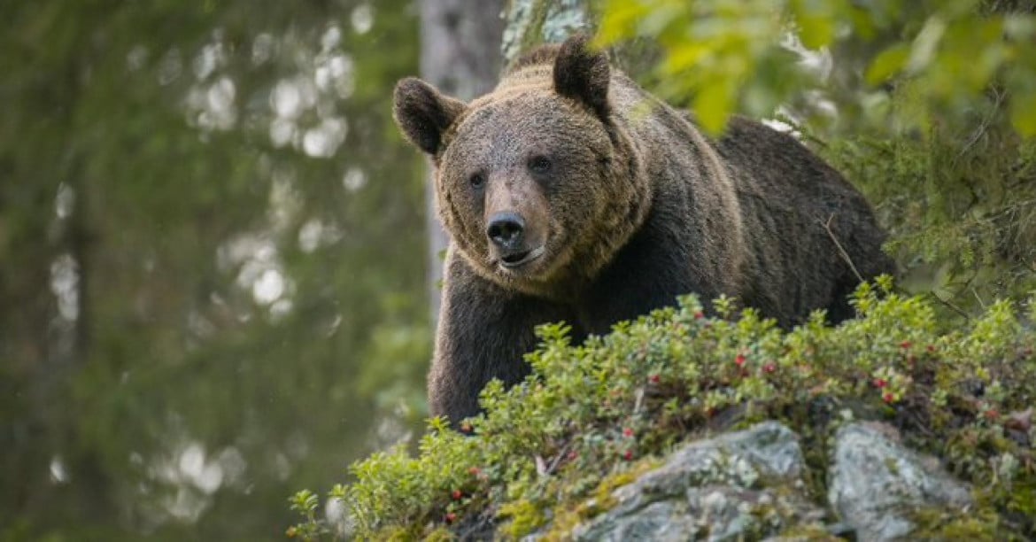 L’orsa Jj5 non sarà uccisa per ora, il Tar sospende l’ordinanza