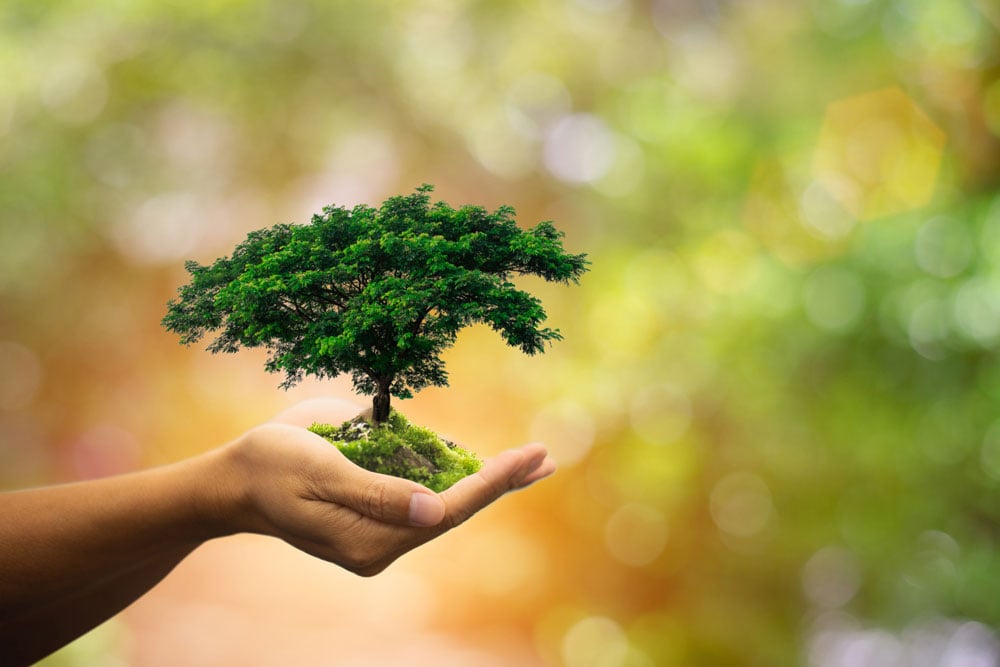 Gli alberi, il benessere del futuro