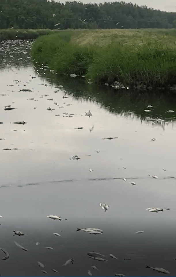 Acqua nera e moria di pesci nel canale di Conselice