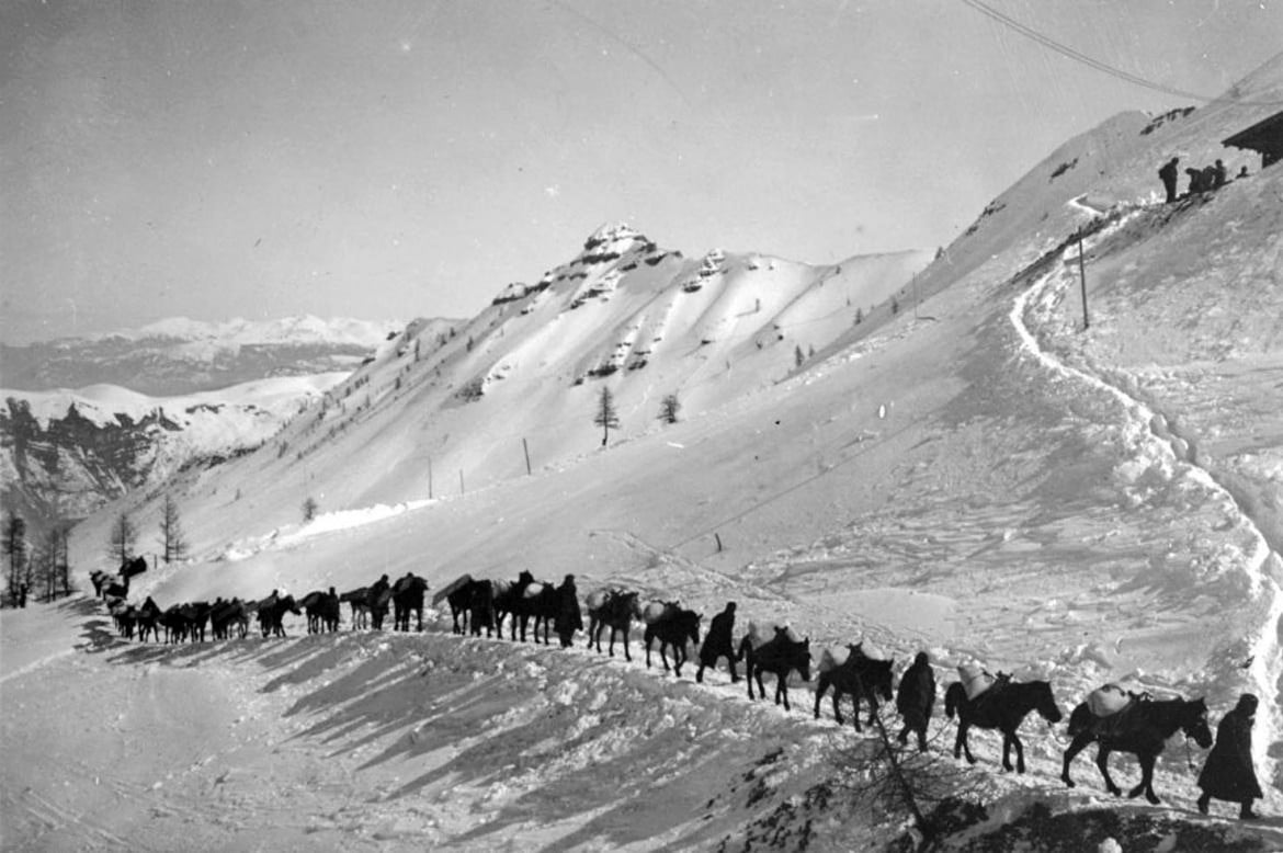 Animali in guerra: un esercito silenzioso