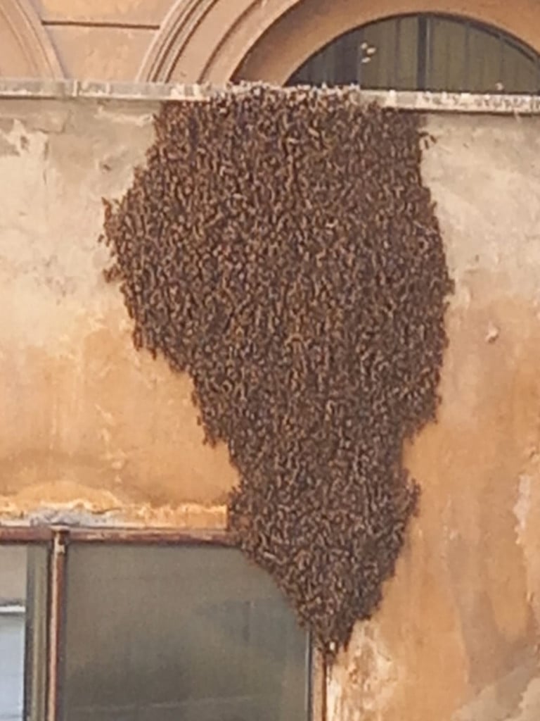 foto dello sciame di api al Ministero dell'Agricoltura