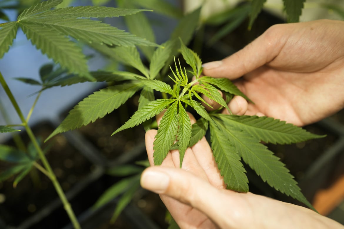 In Maryland annullate 175mila condanne per possesso di marijuana