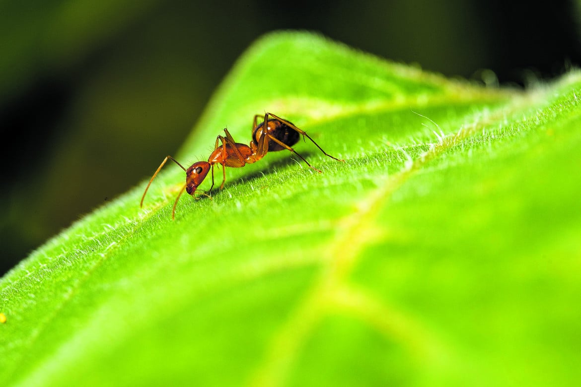 La formica mozzica