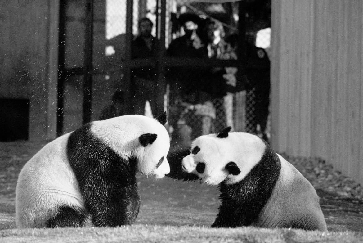 La mossa dell’orso: arriva Xi ma la Cina si riprende i panda